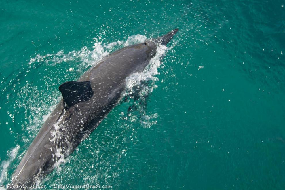 Imagem de um golfinho bem na superfície do mar.